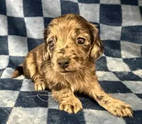 Lorraine, a female Miniature Dachshund for sale in Auburndale, FL – Photo 1 of 4