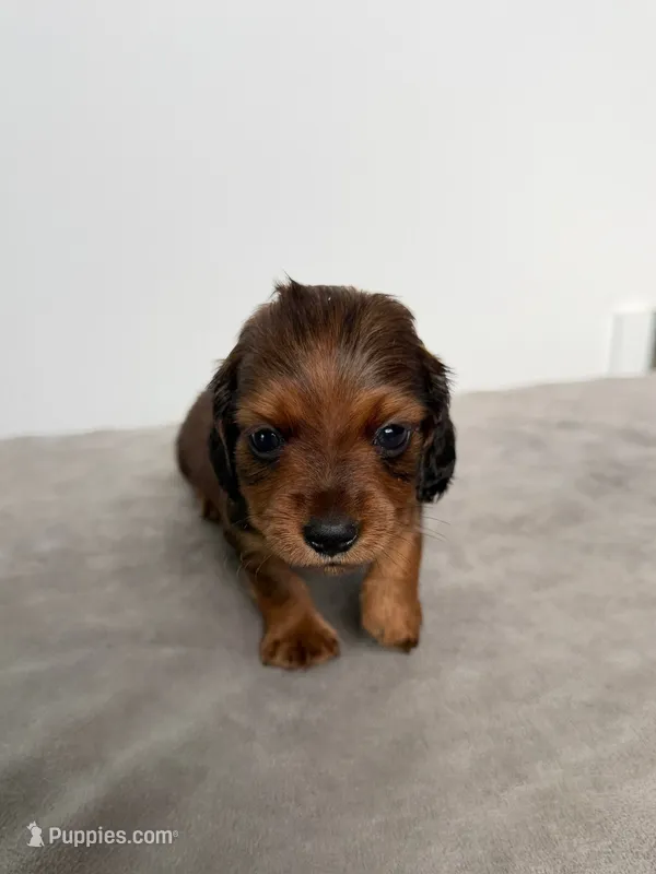 Fez – Miniature Dachshund puppy for sale in Auburndale, FL