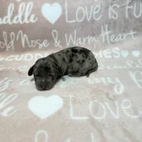 Alamo, a male Miniature Dachshund for sale in Auburndale, FL – 4 of 4