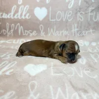 Nate, a male Miniature Dachshund for sale in Auburndale, FL – 2 of 4