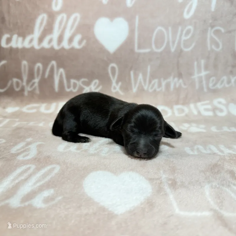Maddy – Miniature Dachshund puppy for sale in Auburndale, FL