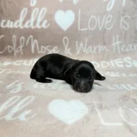 Maddy, a female Miniature Dachshund for sale in Auburndale, FL – 1 of 3
