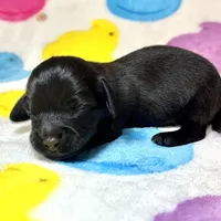 Ed, a male Miniature Dachshund for sale in Auburndale, FL – Photo 4 of 5