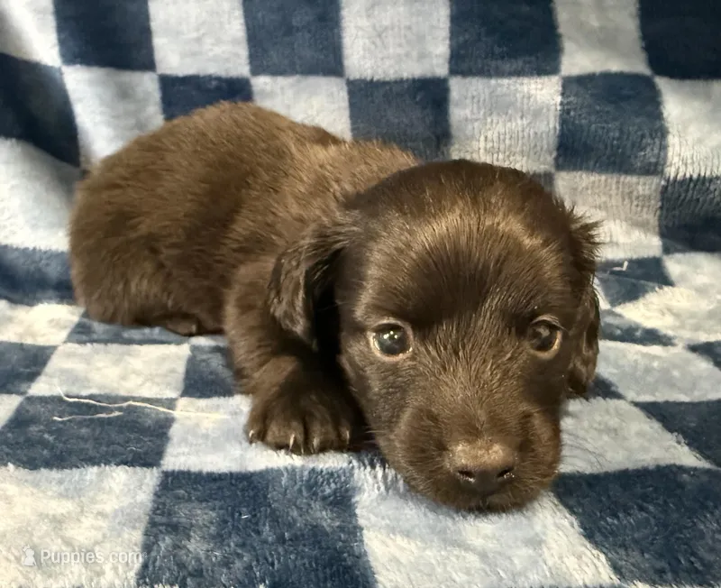 Ed – Miniature Dachshund puppy for sale in Auburndale, FL