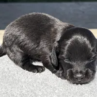 Ed, a male Miniature Dachshund for sale in Auburndale, FL – Photo 3 of 5