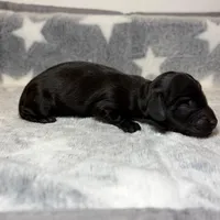 Ed, a male Miniature Dachshund for sale in Auburndale, FL – Photo 5 of 5