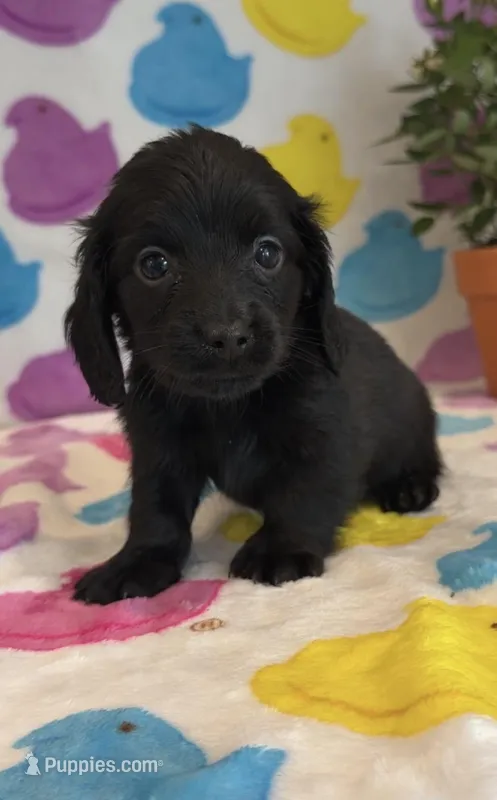 Ed – Miniature Dachshund puppy for sale in Auburndale, FL