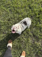 Annabelle, a female English Bulldog for sale in Auburndale, FL – Photo 3 of 4