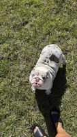Annabelle, a female English Bulldog for sale in Auburndale, FL – Photo 2 of 4