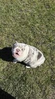 Annabelle, a female English Bulldog for sale in Auburndale, FL – Photo 4 of 4
