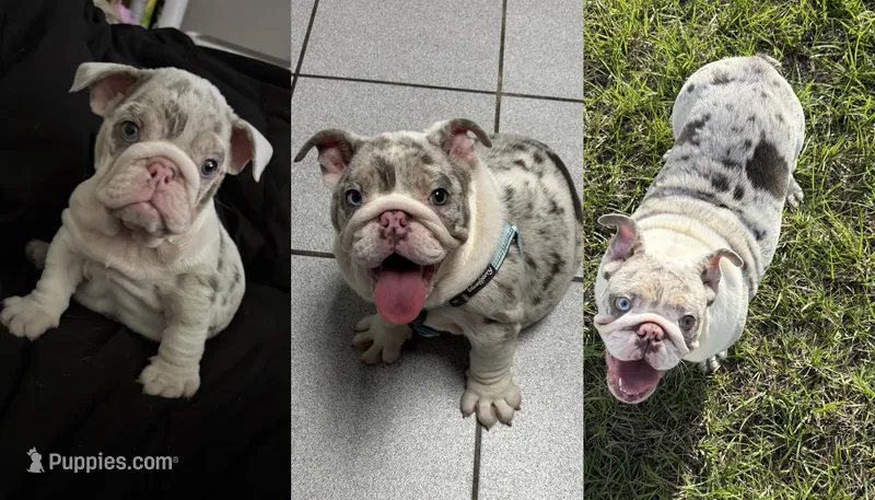 Annabelle, a female English Bulldog for sale in Auburndale, FL – Photo 1 of 4