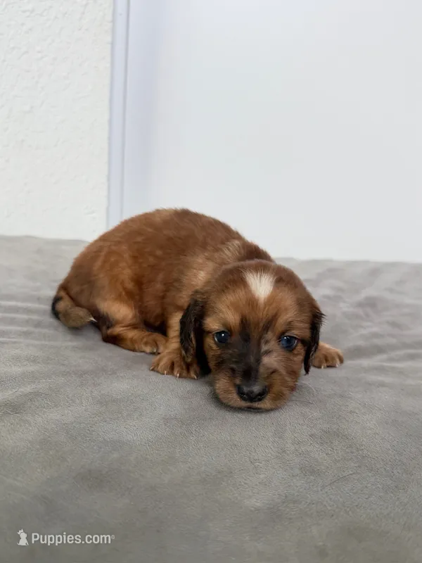 Nate – Miniature Dachshund puppy for sale in Auburndale, FL