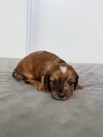 Nate, a male Miniature Dachshund for sale in Auburndale, FL – 1 of 3