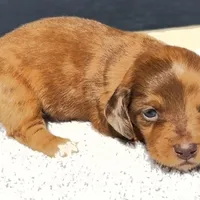 Raven, a female Miniature Dachshund for sale in Auburndale, FL – Photo 4 of 6