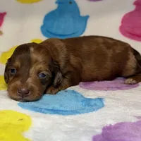 Raven, a female Miniature Dachshund for sale in Auburndale, FL – Photo 5 of 6