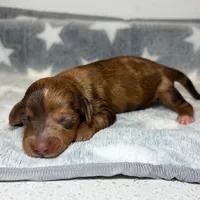 Raven, a female Miniature Dachshund for sale in Auburndale, FL – Photo 6 of 6