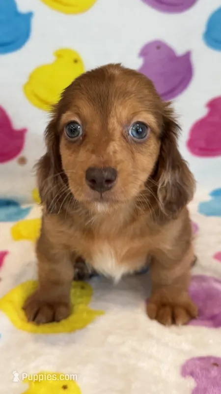 Raven – Miniature Dachshund puppy for sale in Auburndale, FL