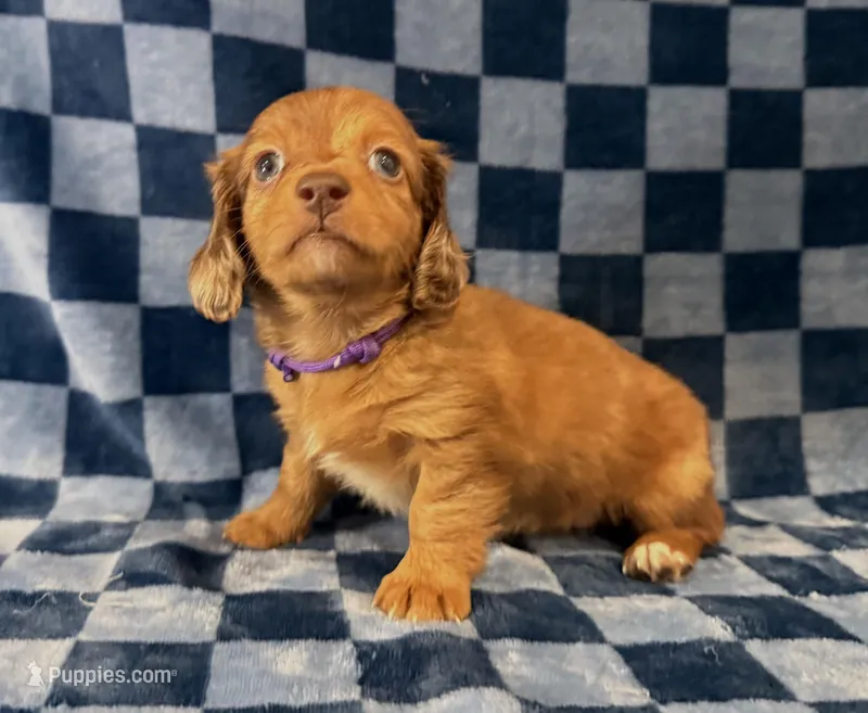 Raven – Miniature Dachshund puppy for sale in Auburndale, FL