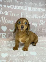 Raven, a female Miniature Dachshund for sale in Auburndale, FL – Photo 1 of 6