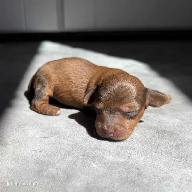 Wednesday – Miniature Dachshund puppy for sale in Auburndale, FL