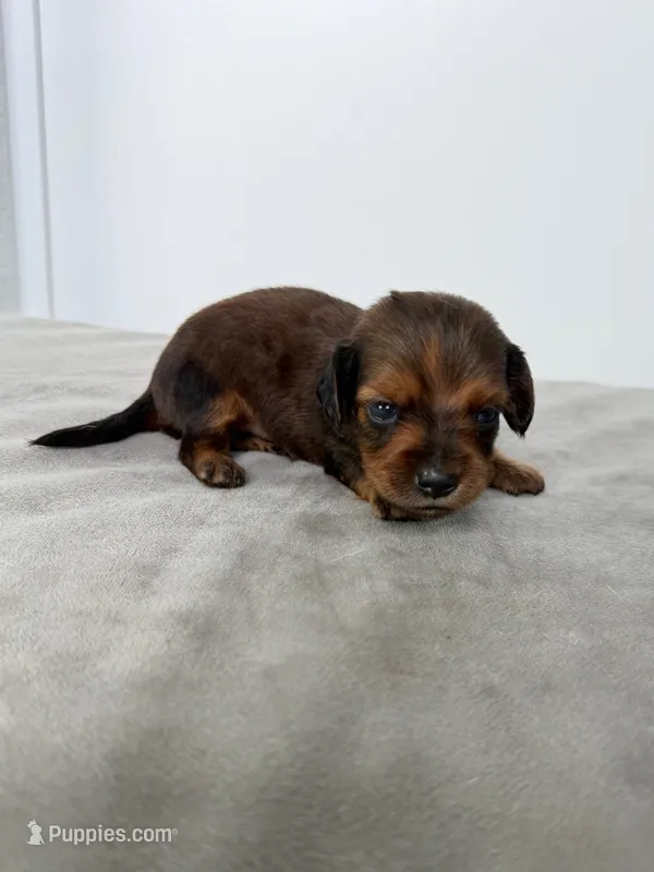 Fez – Miniature Dachshund puppy for sale in Auburndale, FL