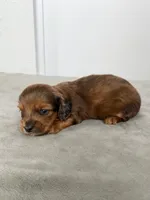 Ash, a male Miniature Dachshund for sale in Auburndale, FL – 3 of 7