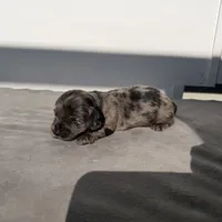 Alamo, a male Miniature Dachshund for sale in Auburndale, FL – 5 of 6