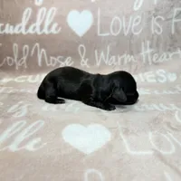 Maddy, a female Miniature Dachshund for sale in Auburndale, FL – 3 of 3