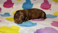 Raven, a female Dachshund for sale in Auburndale, FL – Photo 4 of 5