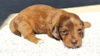 Raven, a female Dachshund for sale in Auburndale, FL – Photo 3 of 5