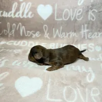 Ash, a male Miniature Dachshund for sale in Auburndale, FL – 3 of 4