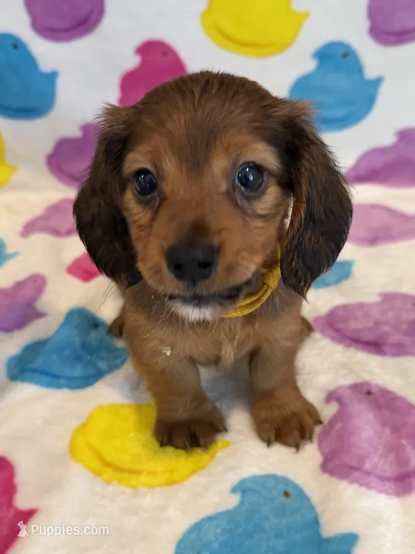 Roger – Miniature Dachshund puppy for sale in Auburndale, FL