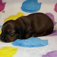 Roger, a male Miniature Dachshund for sale in Auburndale, FL – Photo 4 of 5