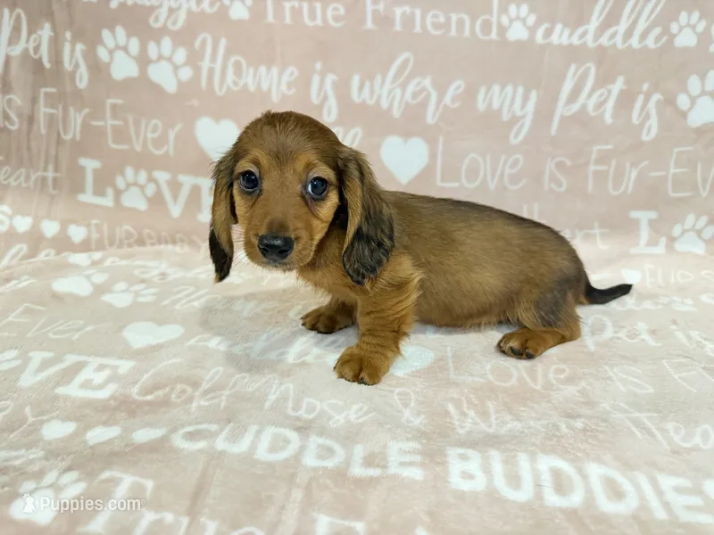 Roger – Miniature Dachshund puppy for sale in Auburndale, FL