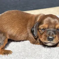 Roger, a male Miniature Dachshund for sale in Auburndale, FL – Photo 3 of 5