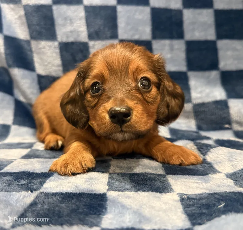 Roger – Miniature Dachshund puppy for sale in Auburndale, FL