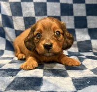 Roger, a male Miniature Dachshund for sale in Auburndale, FL – Photo 2 of 5