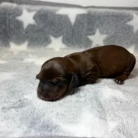 Roger, a male Miniature Dachshund for sale in Auburndale, FL – Photo 5 of 5