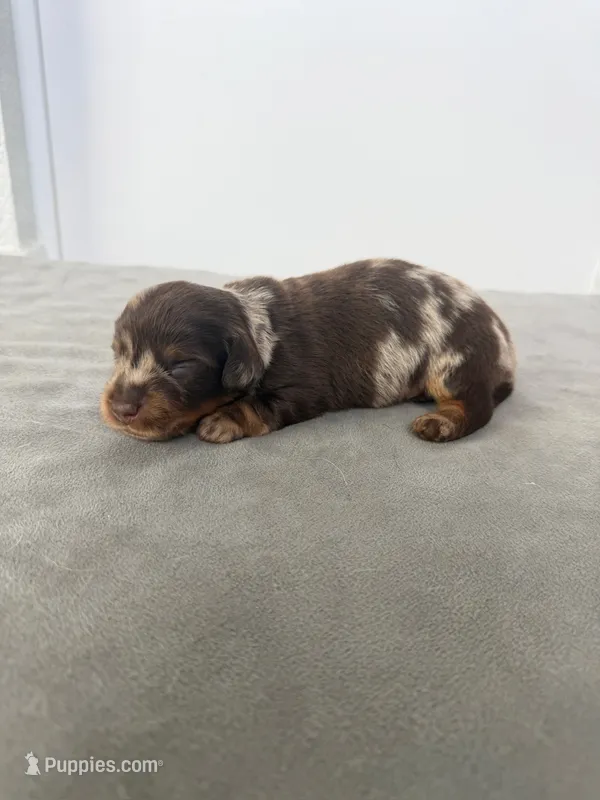 Art – Miniature Dachshund puppy for sale in Auburndale, FL