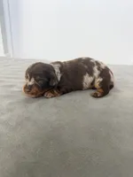 Art, a male Miniature Dachshund for sale in Auburndale, FL – 1 of 1