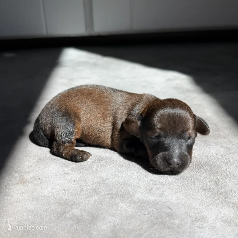 Bianca – Miniature Dachshund puppy for sale in Auburndale, FL