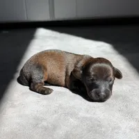 Bianca, a female Miniature Dachshund for sale in Auburndale, FL – 1 of 1