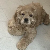 Chump, a male Cocker Spaniel for sale in Marion, IN – Photo 8 of 9