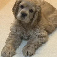 Chump, a male Cocker Spaniel for sale in Marion, IN – Photo 1 of 9