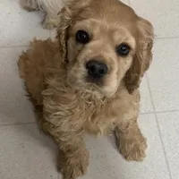 Chump, a male Cocker Spaniel for sale in Marion, IN – Photo 6 of 9