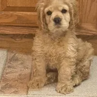Chump, a male Cocker Spaniel for sale in Marion, IN – Photo 9 of 9