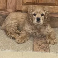 Chump, a male Cocker Spaniel for sale in Marion, IN – Photo 7 of 9