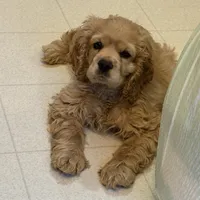 Chump, a male Cocker Spaniel for sale in Marion, IN – Photo 5 of 9