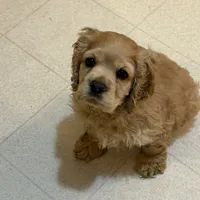 Chump, a male Cocker Spaniel for sale in Marion, IN – Photo 2 of 9