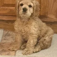 Chump, a male Cocker Spaniel for sale in Marion, IN – Photo 3 of 9